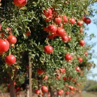 thumbnail for publication: Pomegranate